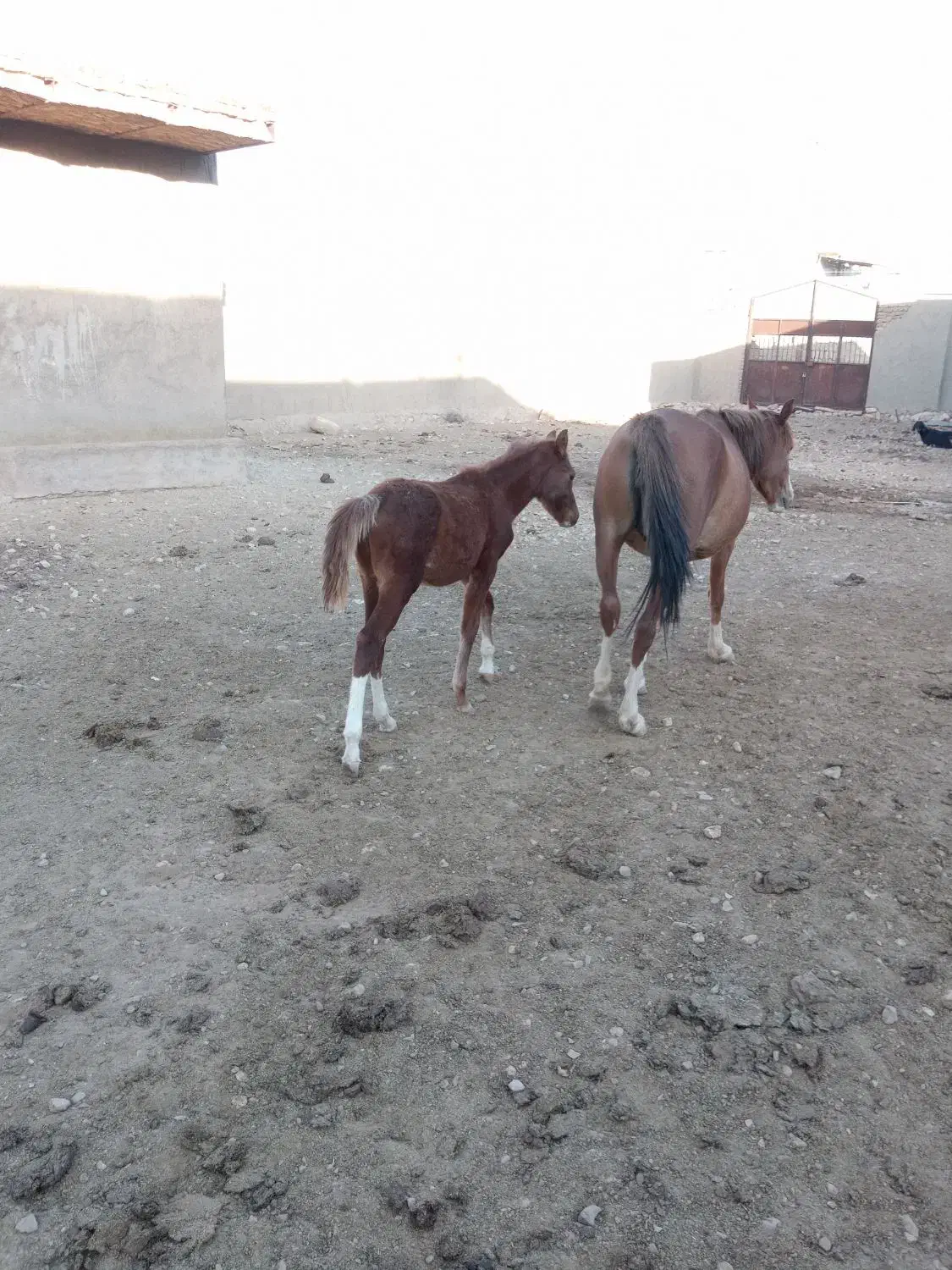 اسب مادیان با کره|اسب و تجهیزات اسبسواری|خرمآباد, |دیوار