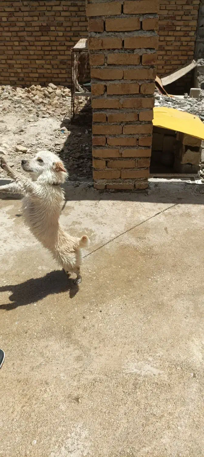 اسپیتز روباهی|سگ|اسدآباد, |دیوار