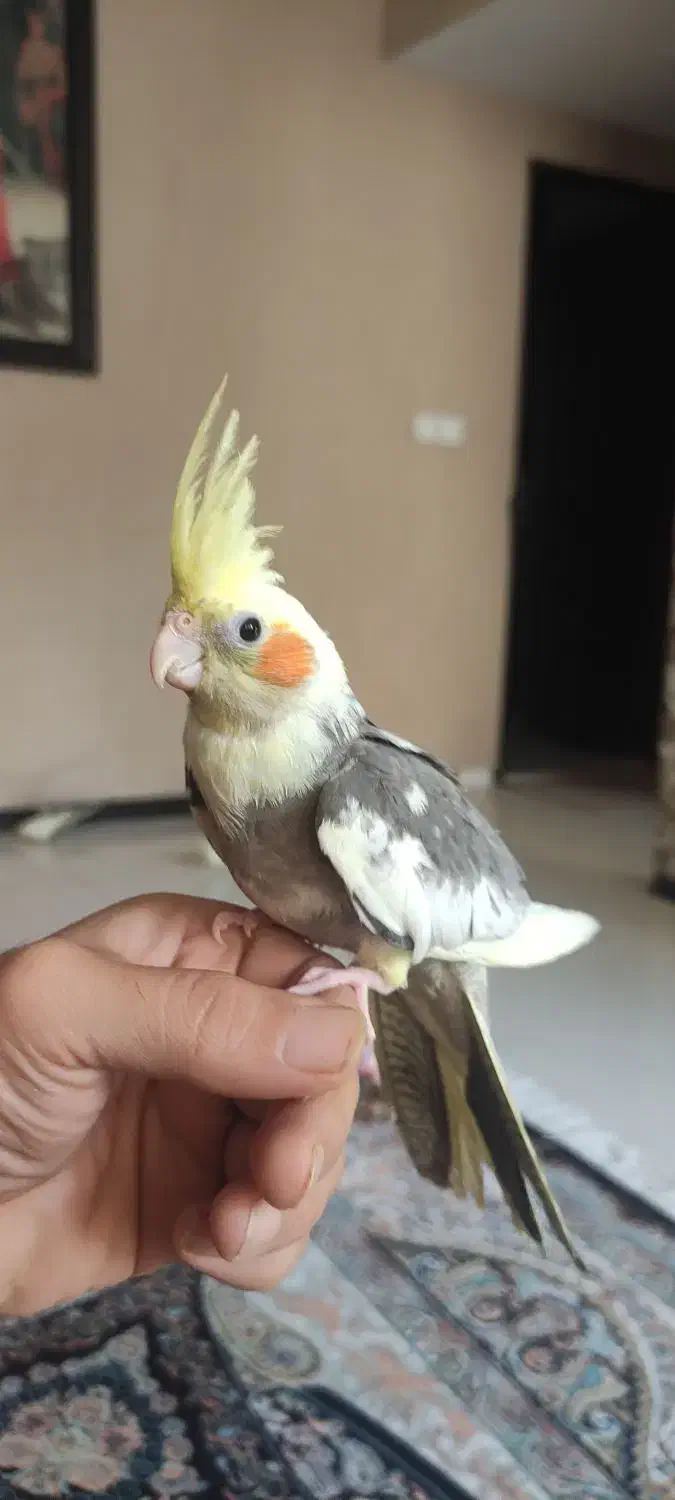 عروس هلندی|پرنده|شیراز, دلجو|دیوار