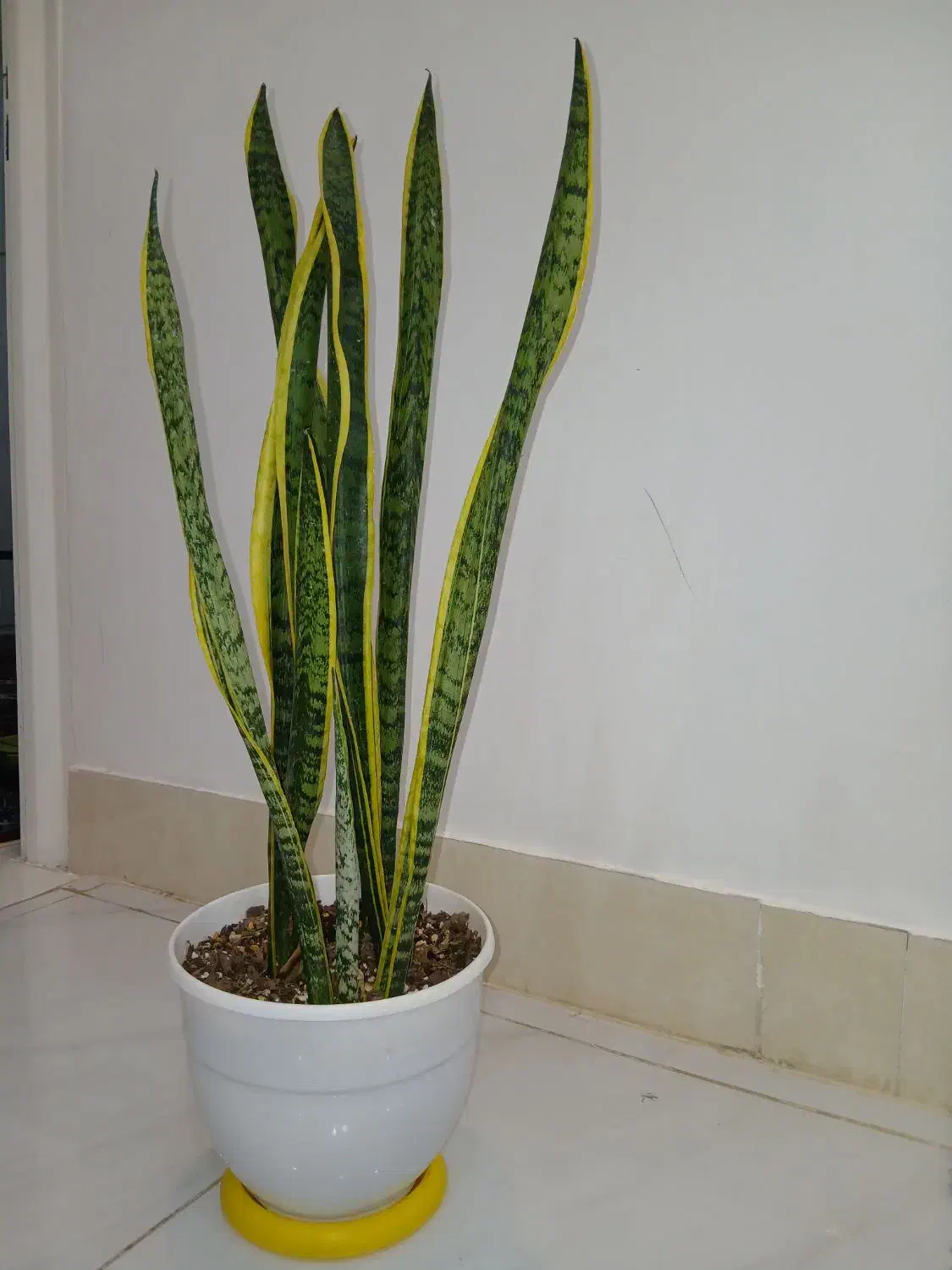 گل سانسوریا شمشیری بغل طلایی کمیاب|گل و گیاه طبیعی|خواف, |دیوار