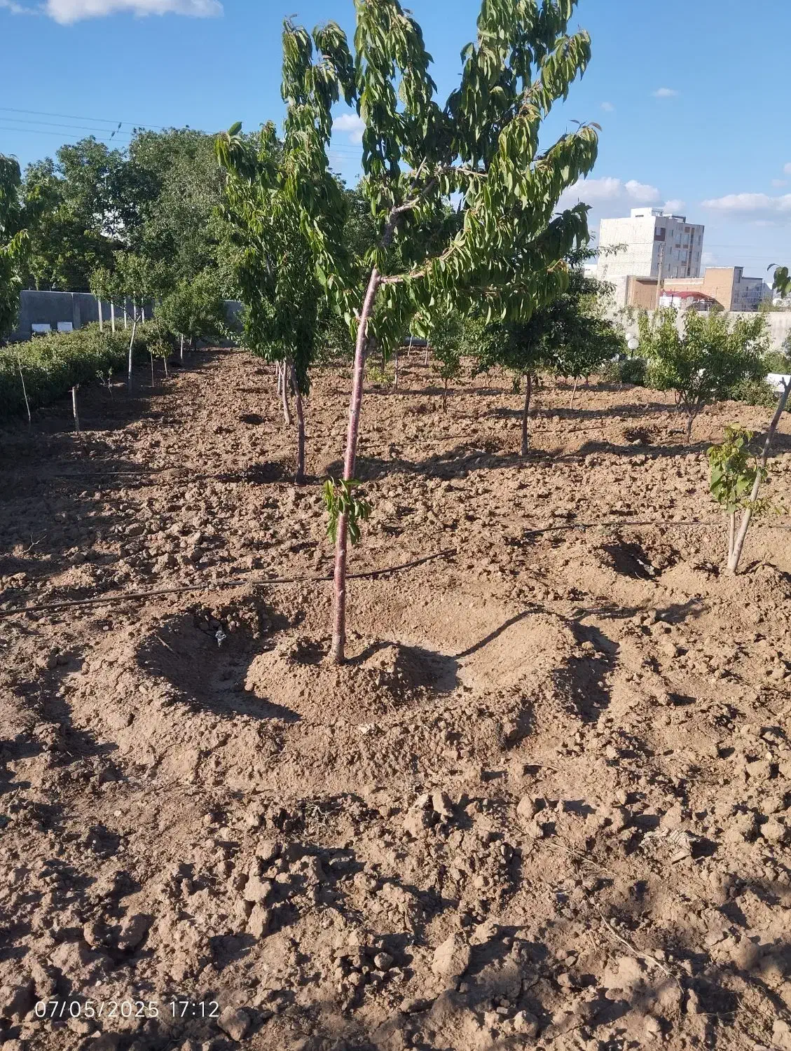 باغبانی|خدمات باغبانی و درختکاری|همدان, |دیوار