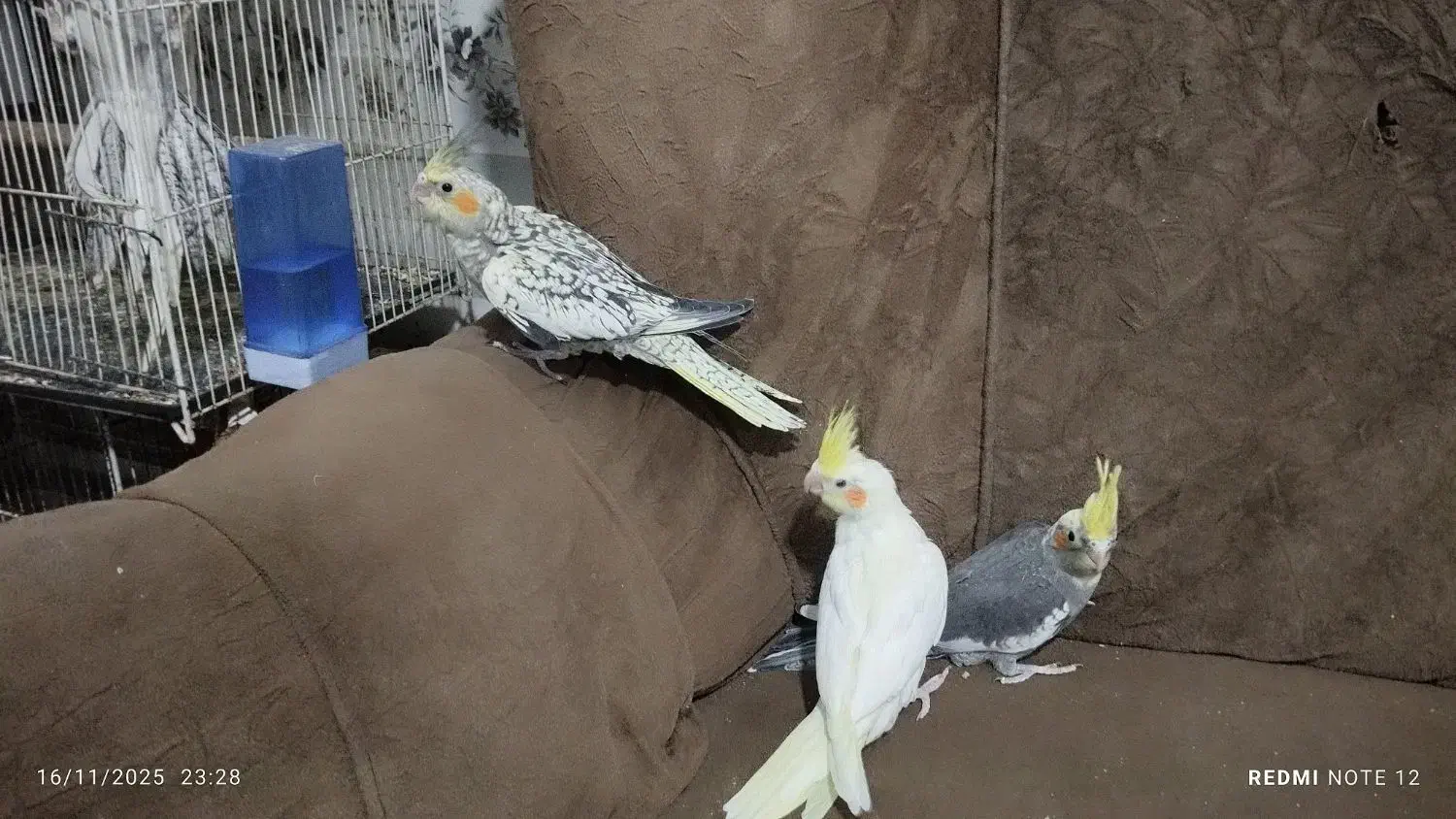 عروس هلندی|پرنده|زابل, |دیوار