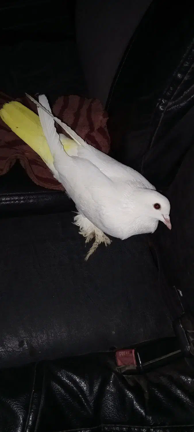 کبوتر دورح|پرنده|اردبیل, |دیوار