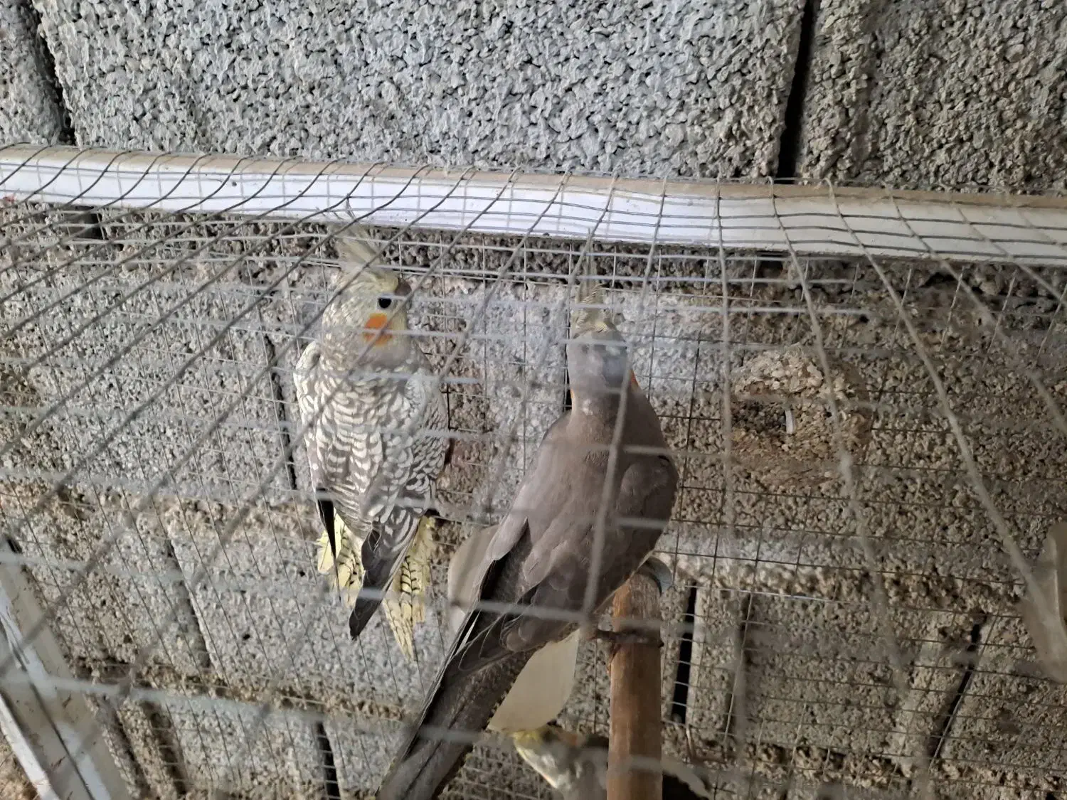 عروس هلندی|پرنده|آبپخش, |دیوار