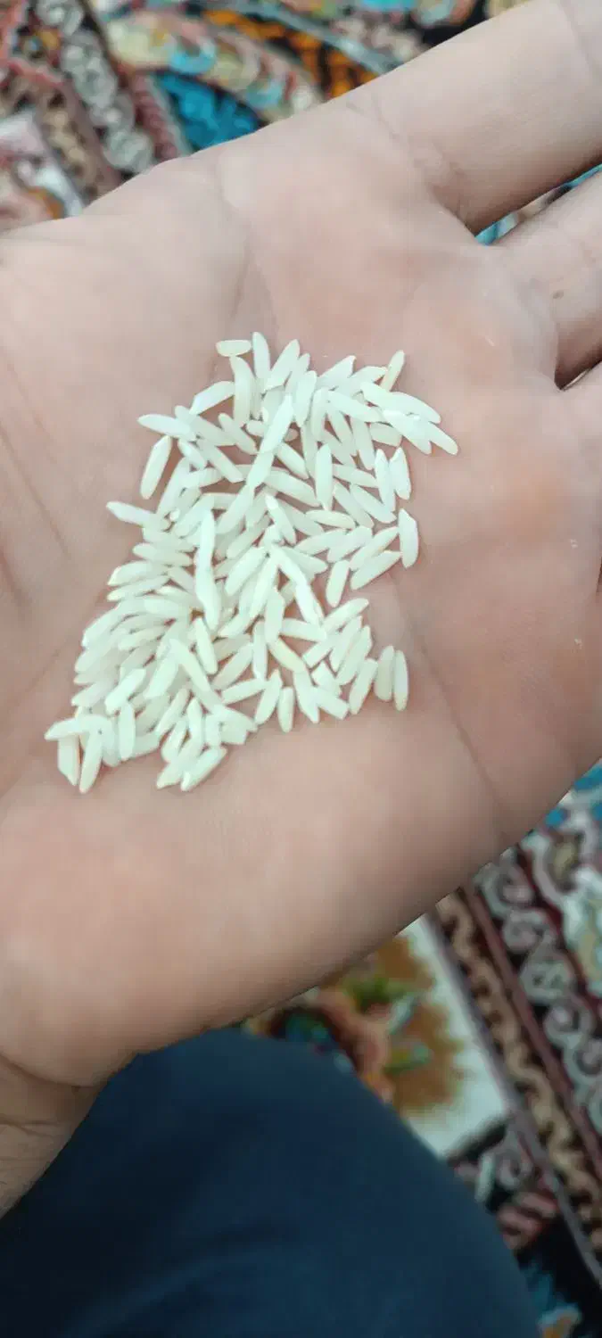 برنج‌ درشت هاشمی و لاشه هاشمی درجه یک گیلان|خوردنی و آشامیدنی|قزوین, |دیوار