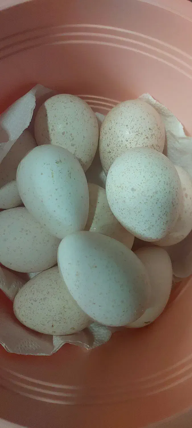 تخم بوقلمون ندفه دار|حیوانات مزرعه|امیدیه, |دیوار