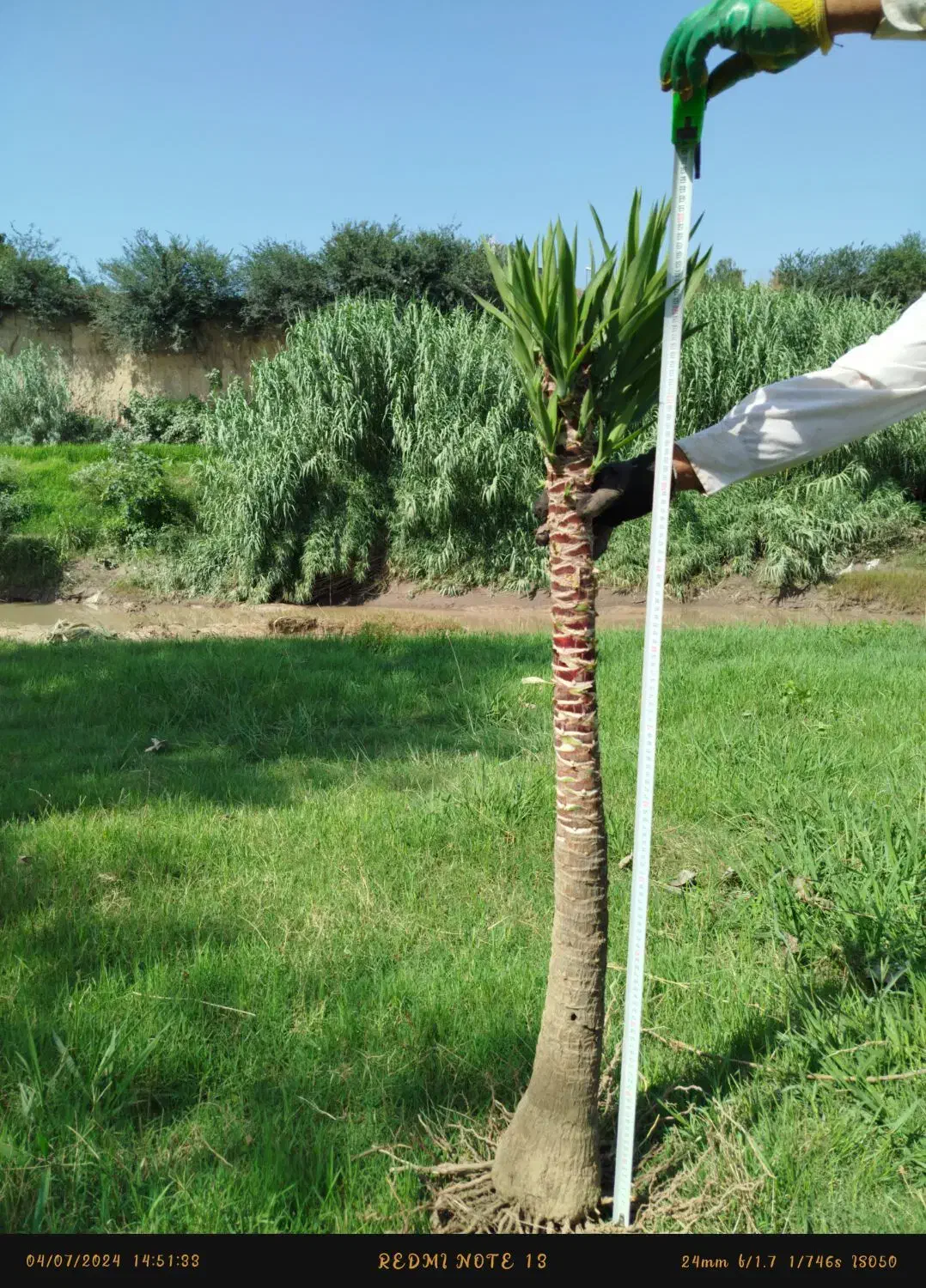 یوکا پایدار|گل و گیاه طبیعی|بابل, |دیوار