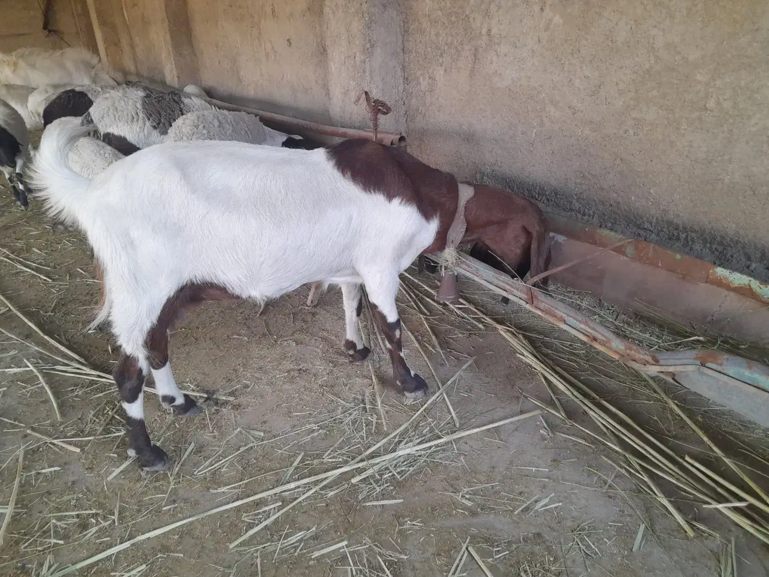 بز پاکستانی با کهره نر ۱۵ روزه|حیوانات مزرعه|شیراز, کفترک|دیوار