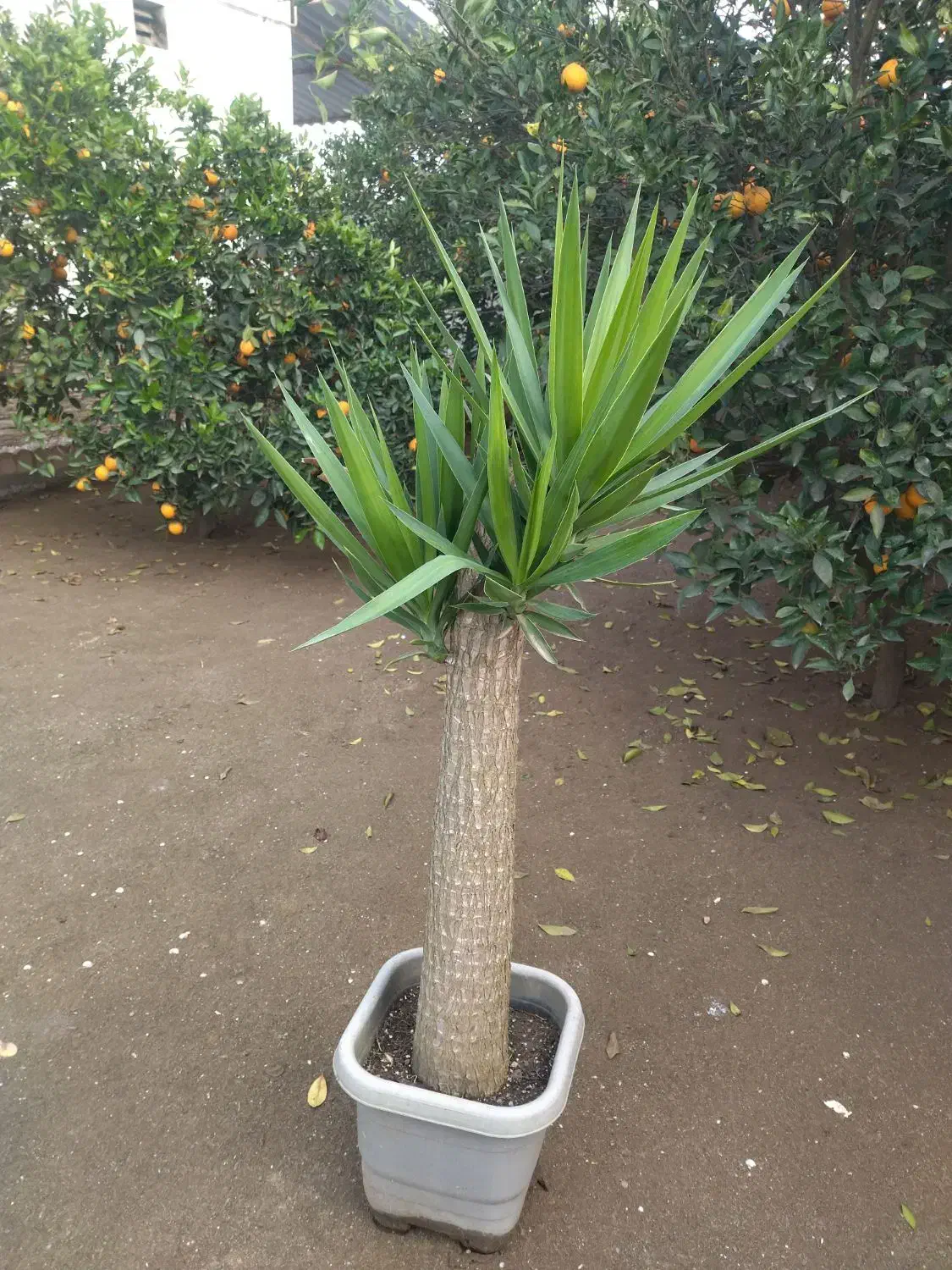 گل یوکا|گل و گیاه طبیعی|بابلسر, |دیوار