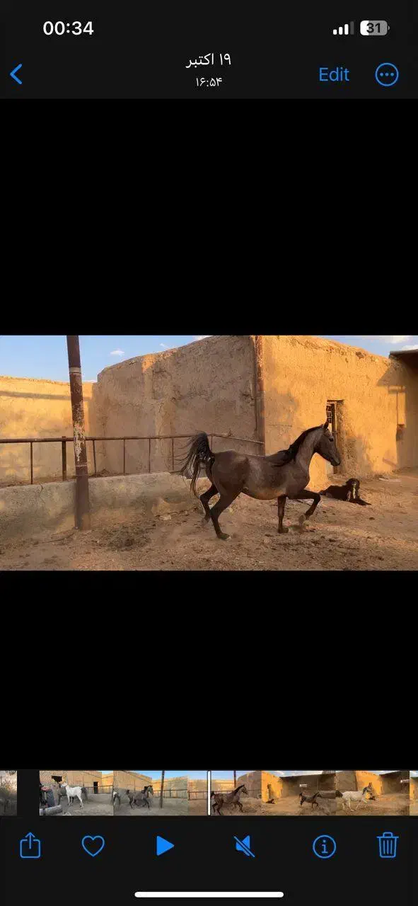 فروش یک راس مادیون کرد از سیروان با مدارک|اسب و تجهیزات اسبسواری|جوادآباد, |دیوار