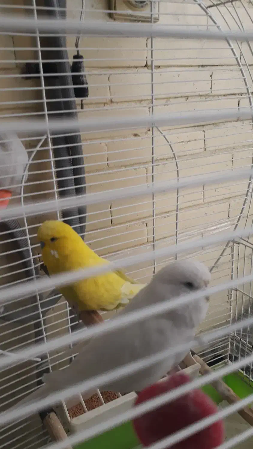 پرنده مرغ عشق انگلیسی|پرنده|اندیشه, اندیشه فاز ۳|دیوار