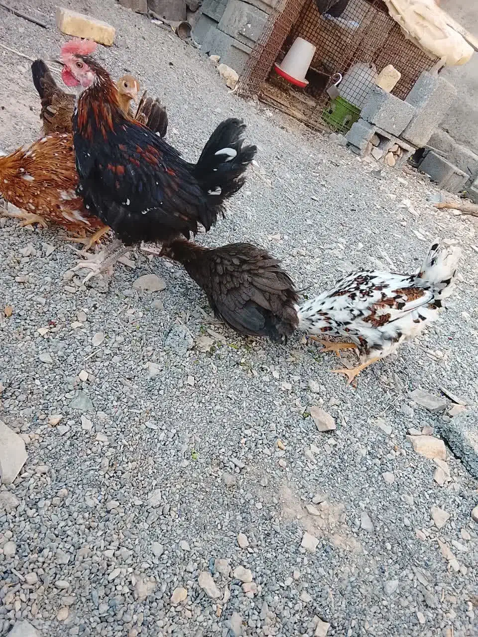 خروس و مرغ جوان|حیوانات مزرعه|بیرجند, |دیوار