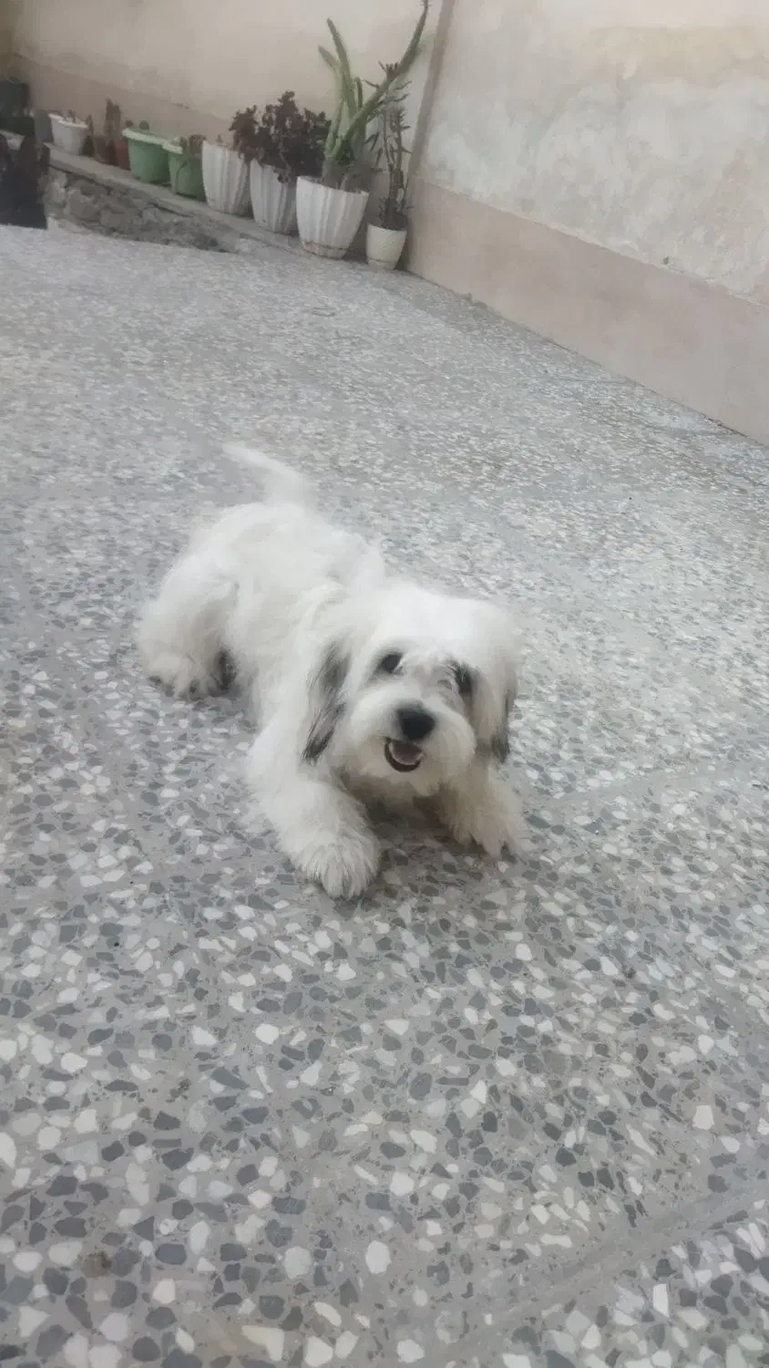 توله ۶ ماهه شیتزو|سگ|شیراز, کوشک میدان|دیوار