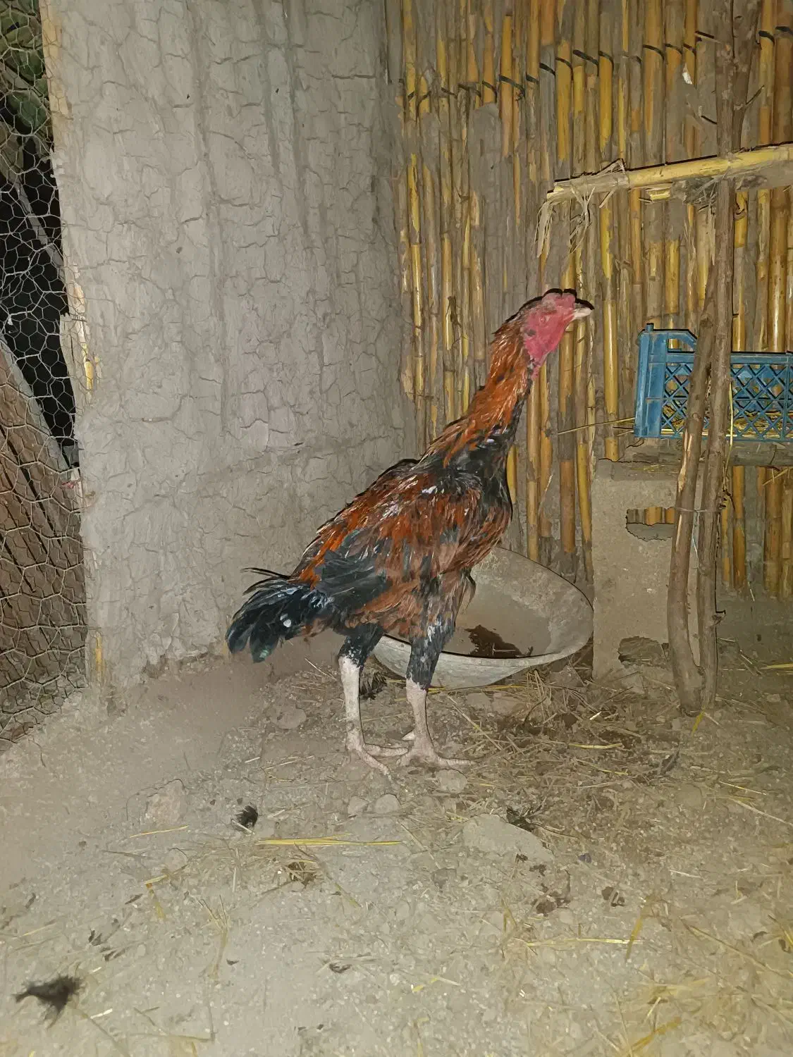 مرغ محلی وخروس لاری|حیوانات مزرعه|مزرعه کتول, |دیوار
