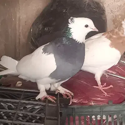 کفتر طوقی فروشی|پرنده|فسا, |دیوار