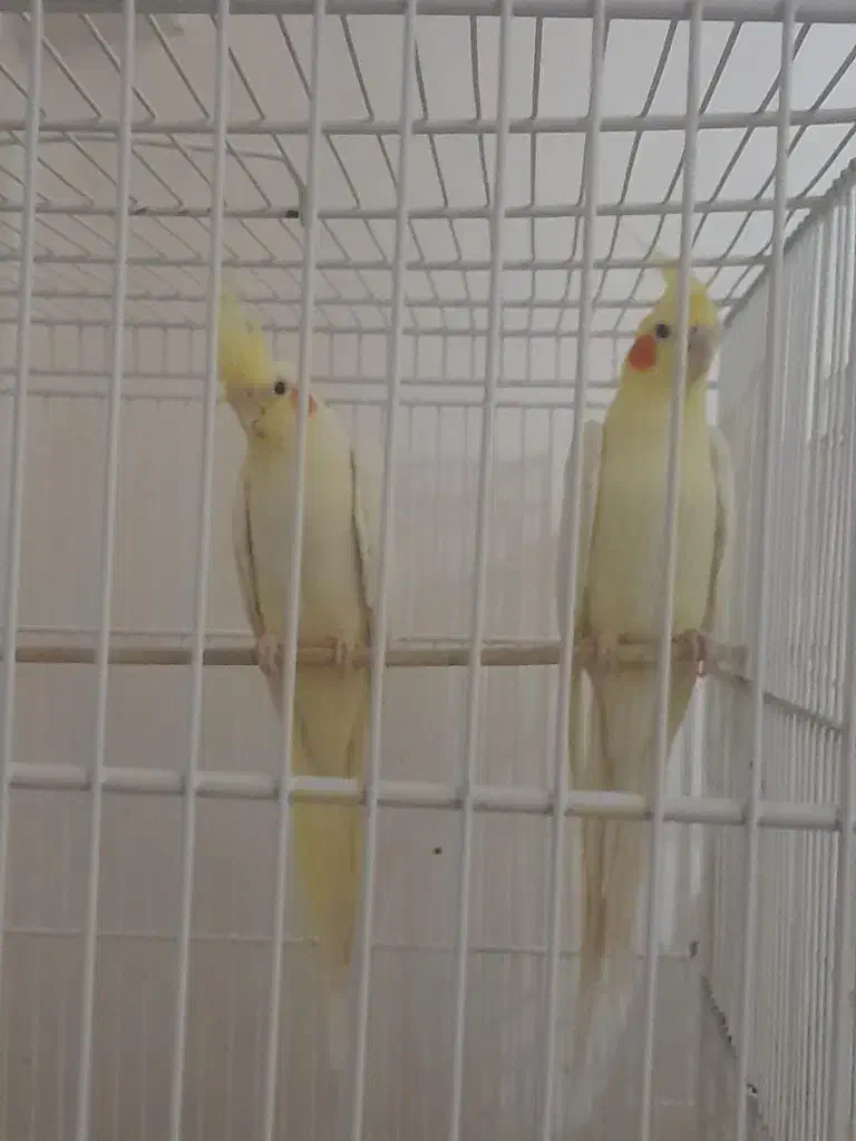 عروس هلندی|پرنده|خرمشهر, |دیوار