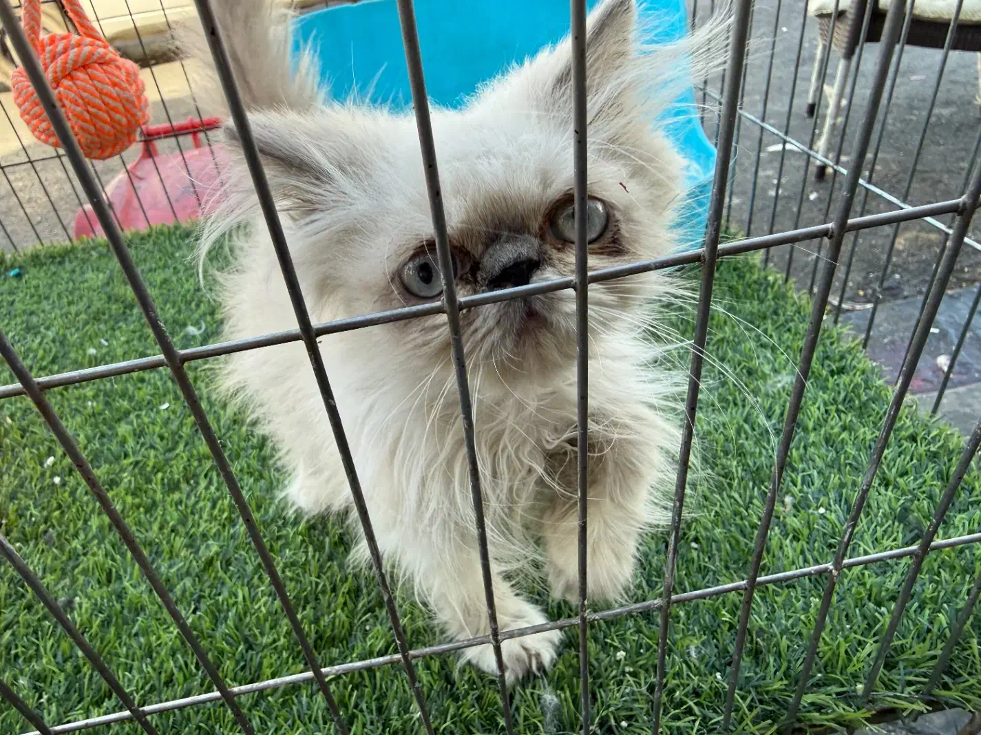 گربه پرشین|گربه|فردیس, فردیس|دیوار