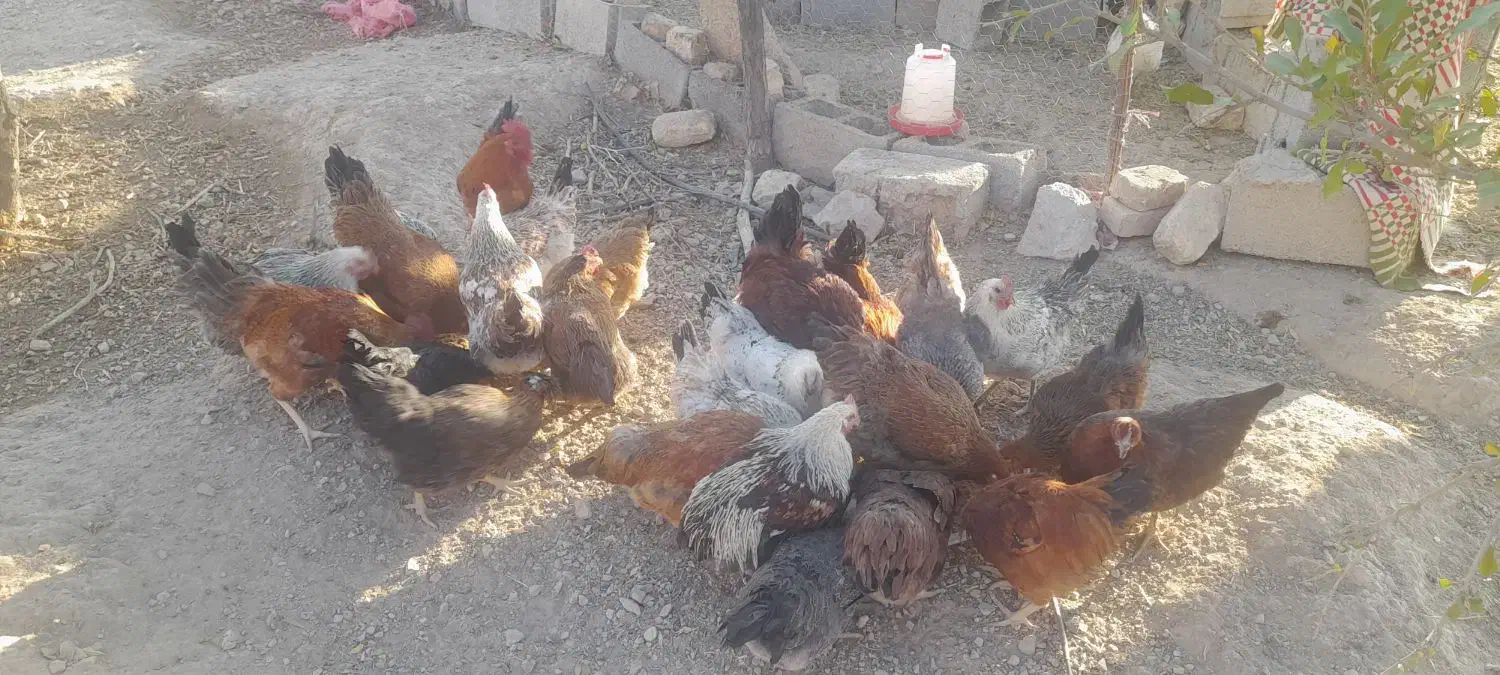 مرغ محلی|حیوانات مزرعه|مرودشت, ثبت احوال|دیوار