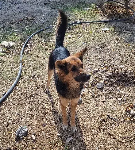 سگ ژرمن|سگ|خفر, |دیوار