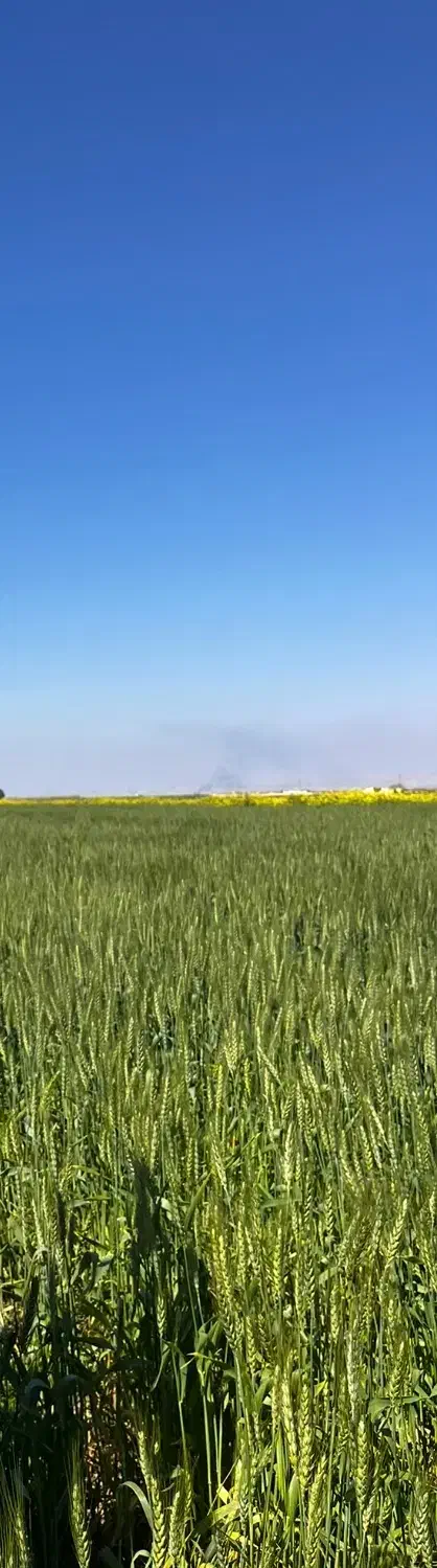 فروش  و اجاره زمین کشاورزی|فروش دفتر صنعتی، کشاورزی، تجاری|امیدیه, |دیوار