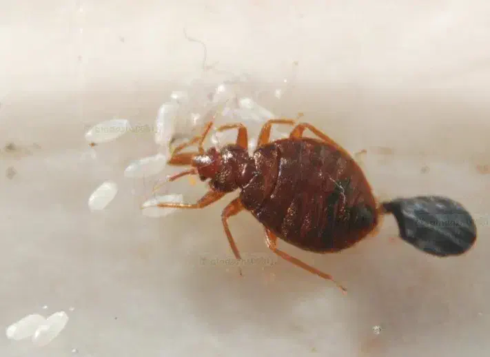 سم پاشی منازل و شرکت ها و ادارات|خدمات نظافت|بندر کنگان, |دیوار