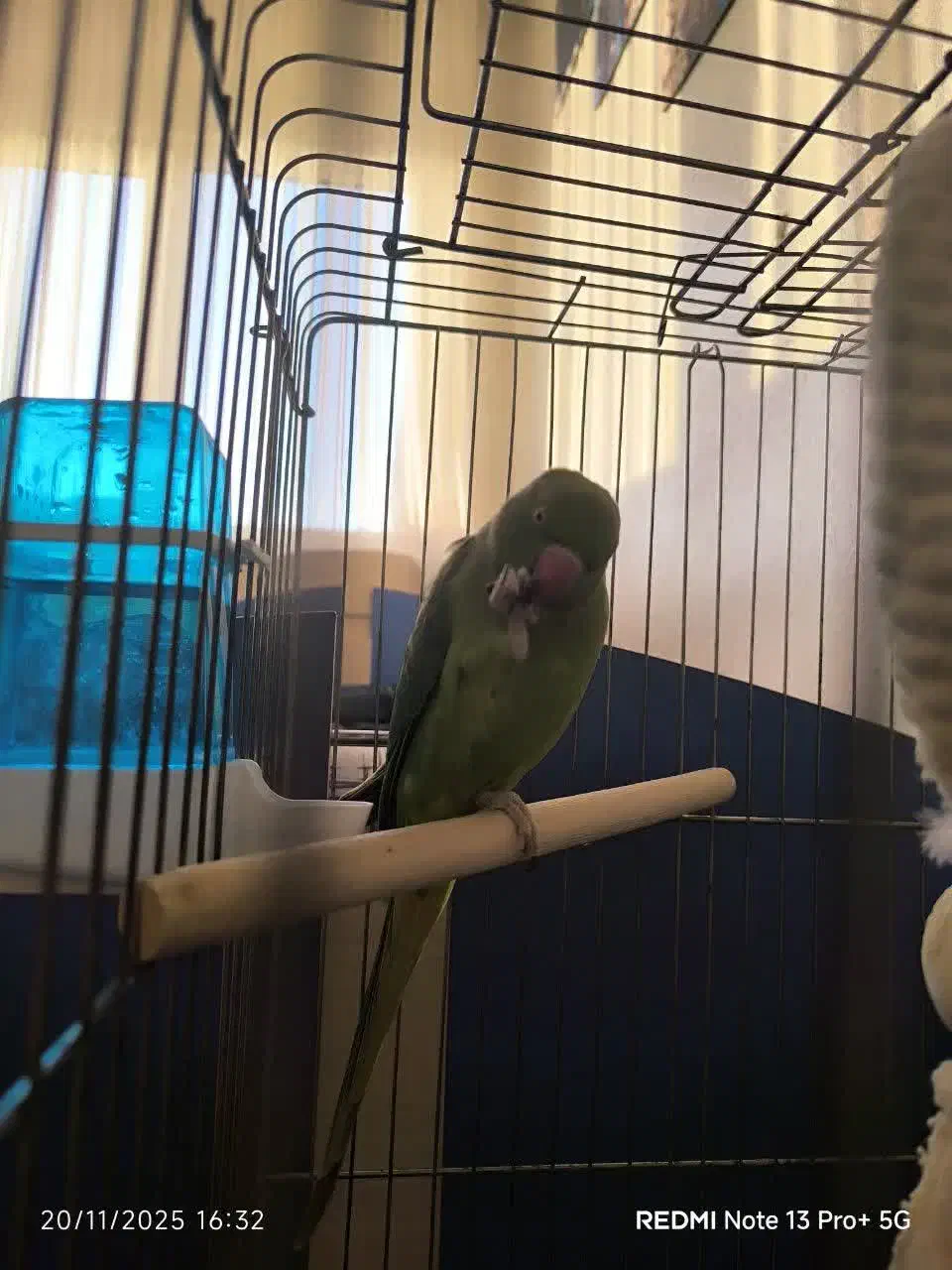 طوطی ملنگو|پرنده|زنجان, |دیوار