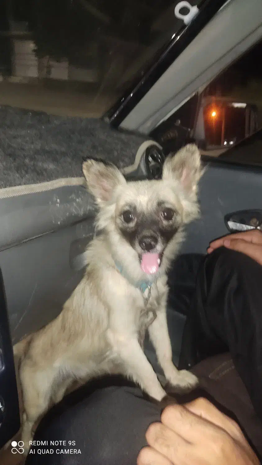 سگ پاکوتاه باهوش معاوضه هم فقط با کفتر طوقی|سگ|جیرفت, |دیوار