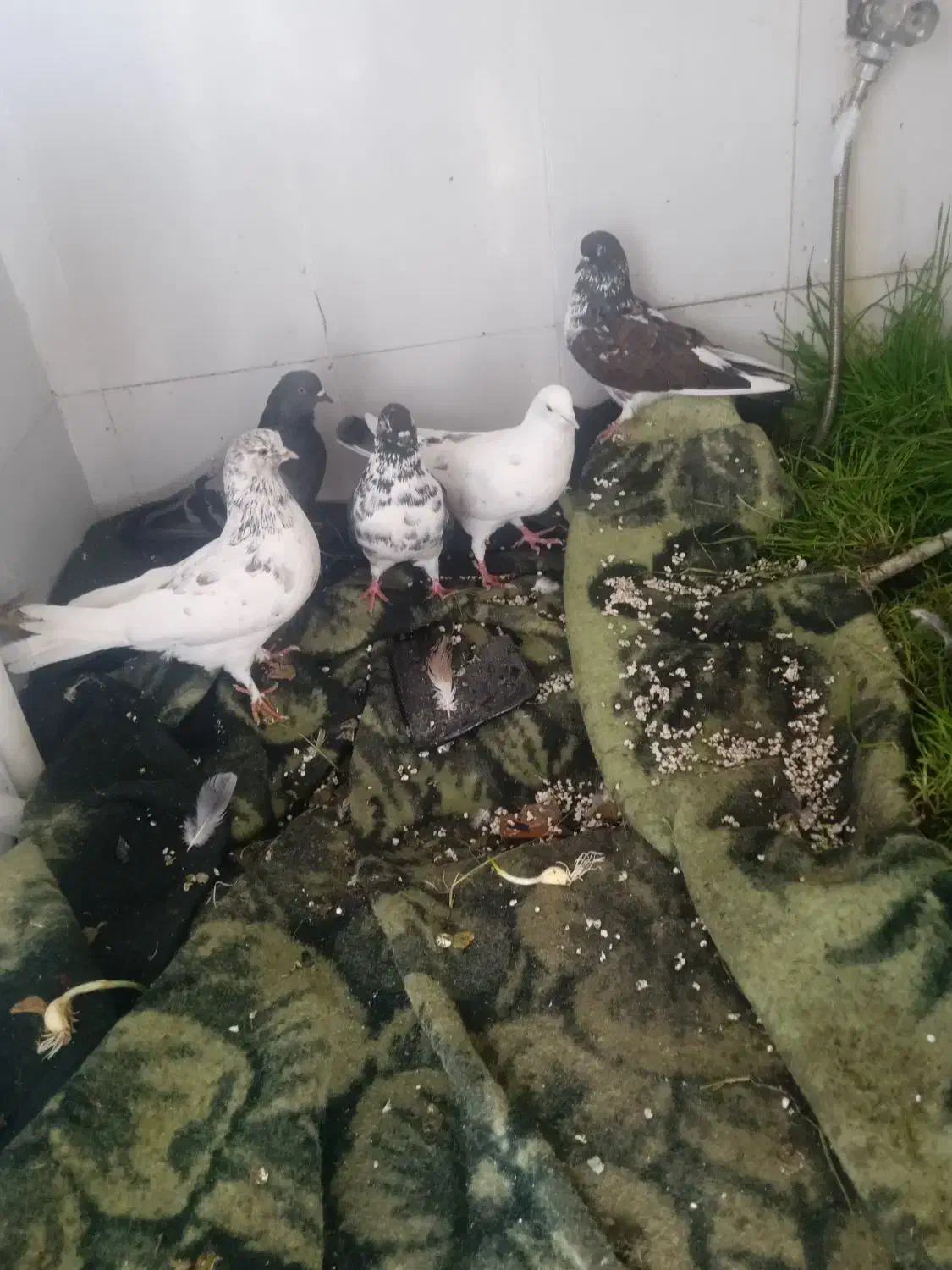 پنج عدد کبوتر پرشی|پرنده|بابکان, |دیوار