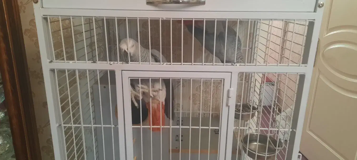 کاسکو دم قرمز نر اماده جفت گیری|پرنده|تبریز, |دیوار