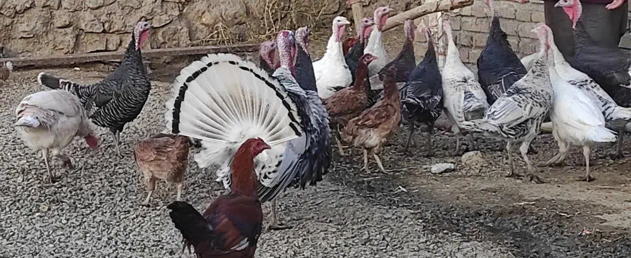 بوقلمون محلی|حیوانات مزرعه|بیلوار, |دیوار