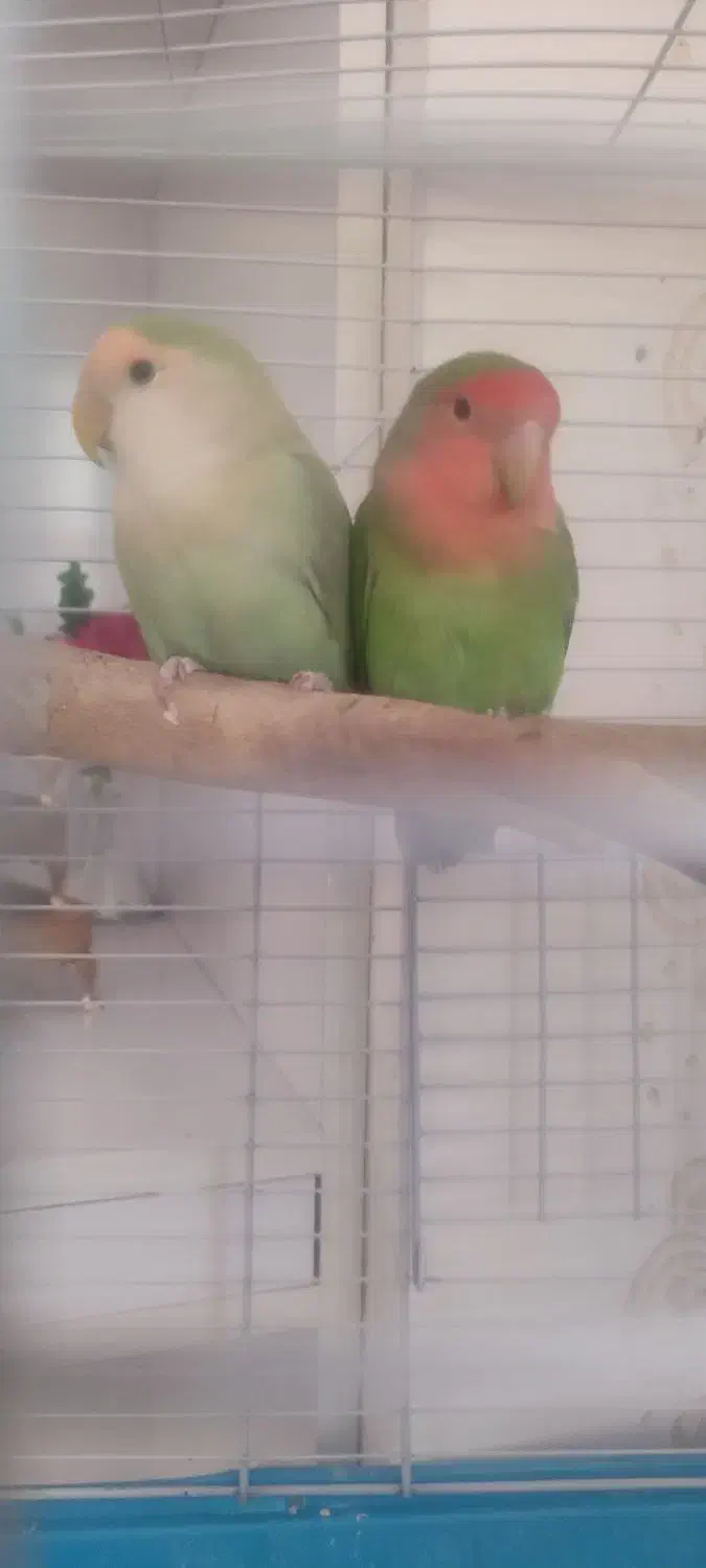 طوطی برزیلی|پرنده|دره شهر, |دیوار