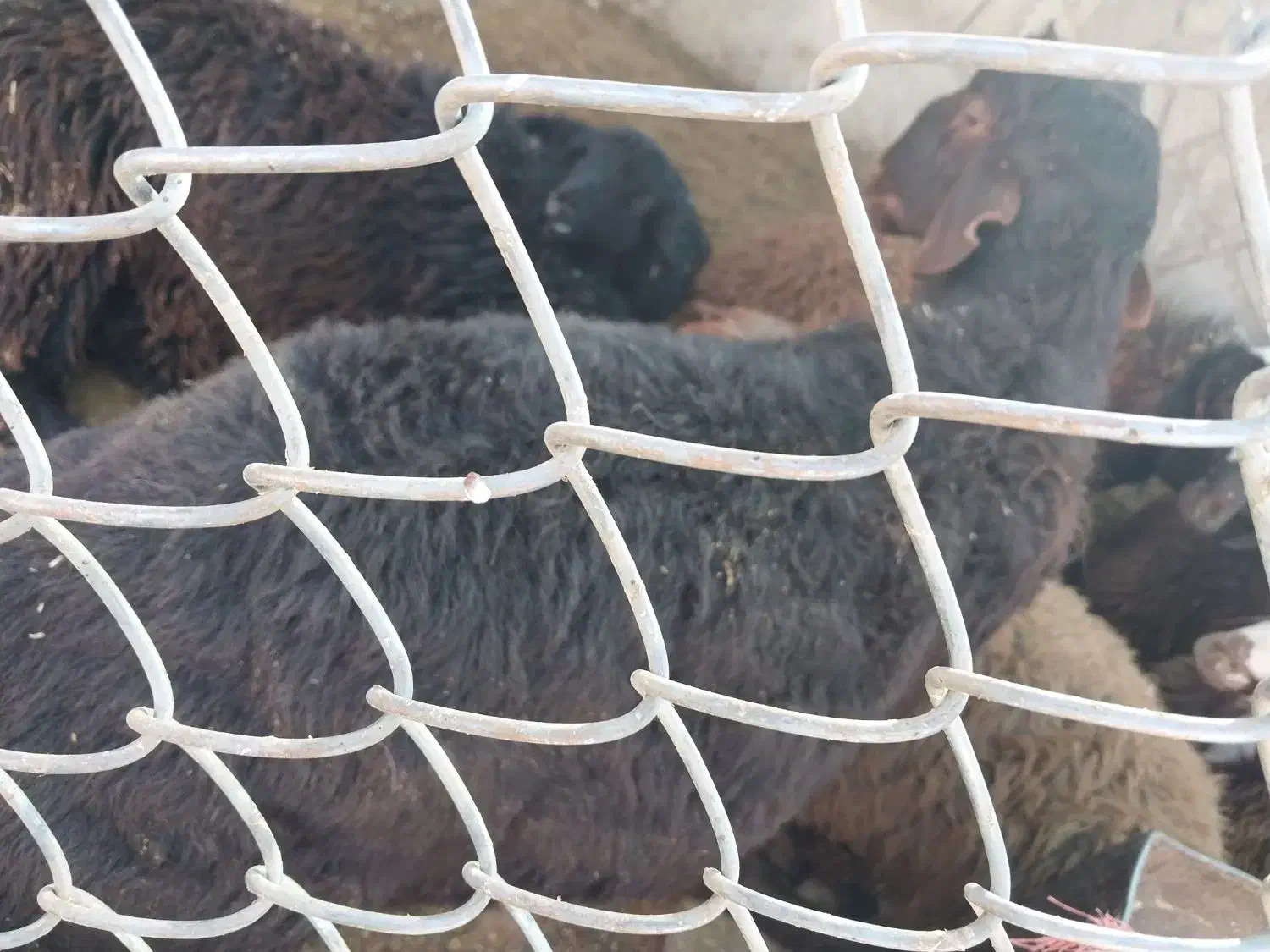 فروش بره نر کشتاری|حیوانات مزرعه|چادگان, |دیوار