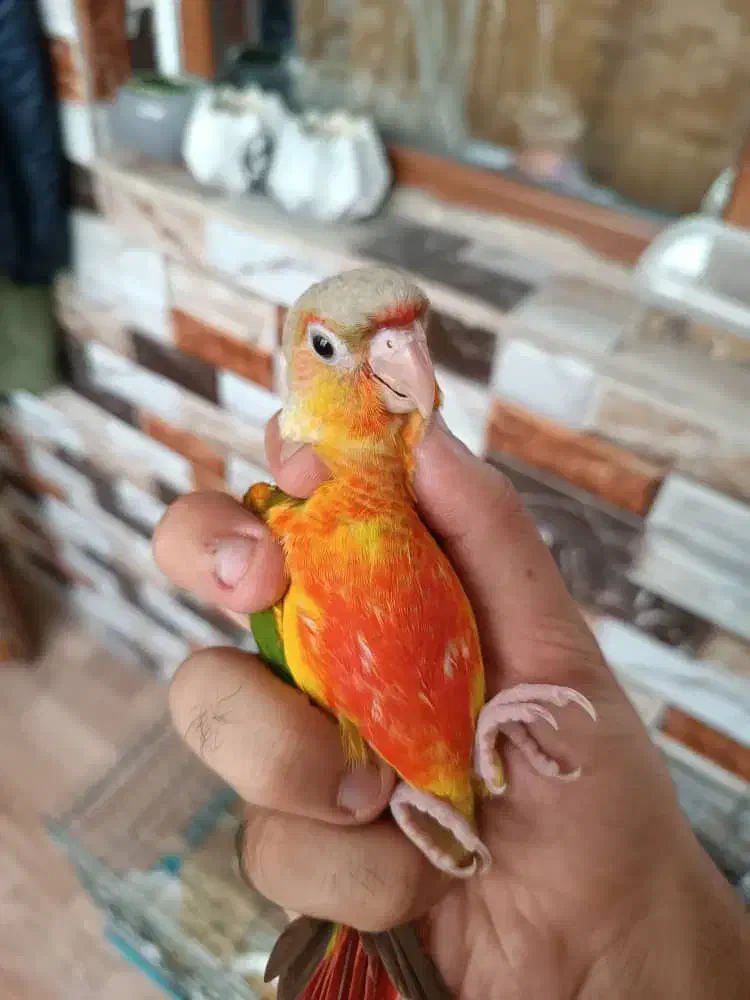 دنیای طوطی و عروس هلندی رام و دستی|پرنده|ساوه, |دیوار