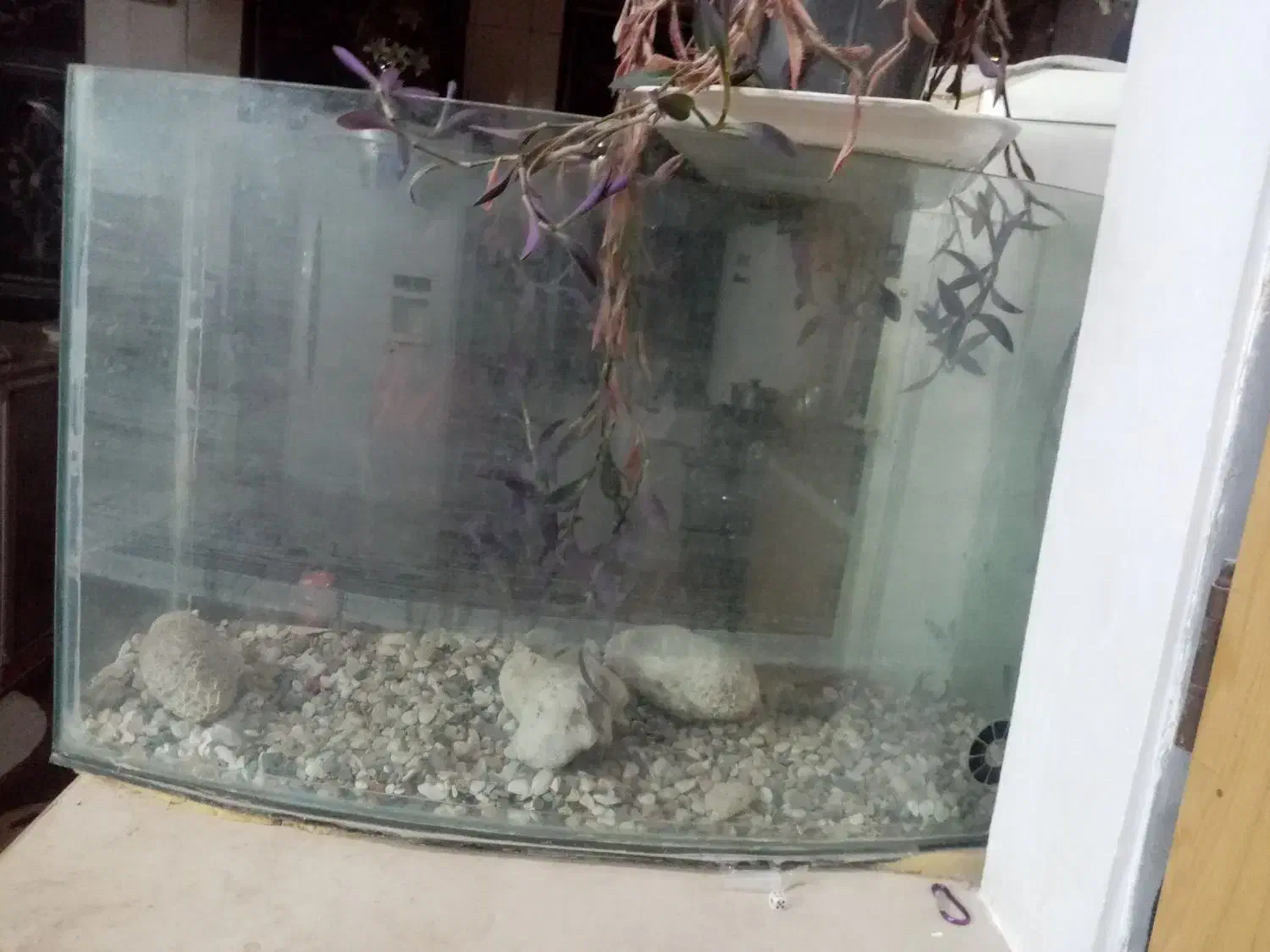 آکواریوم|ماهی|یزد, |دیوار