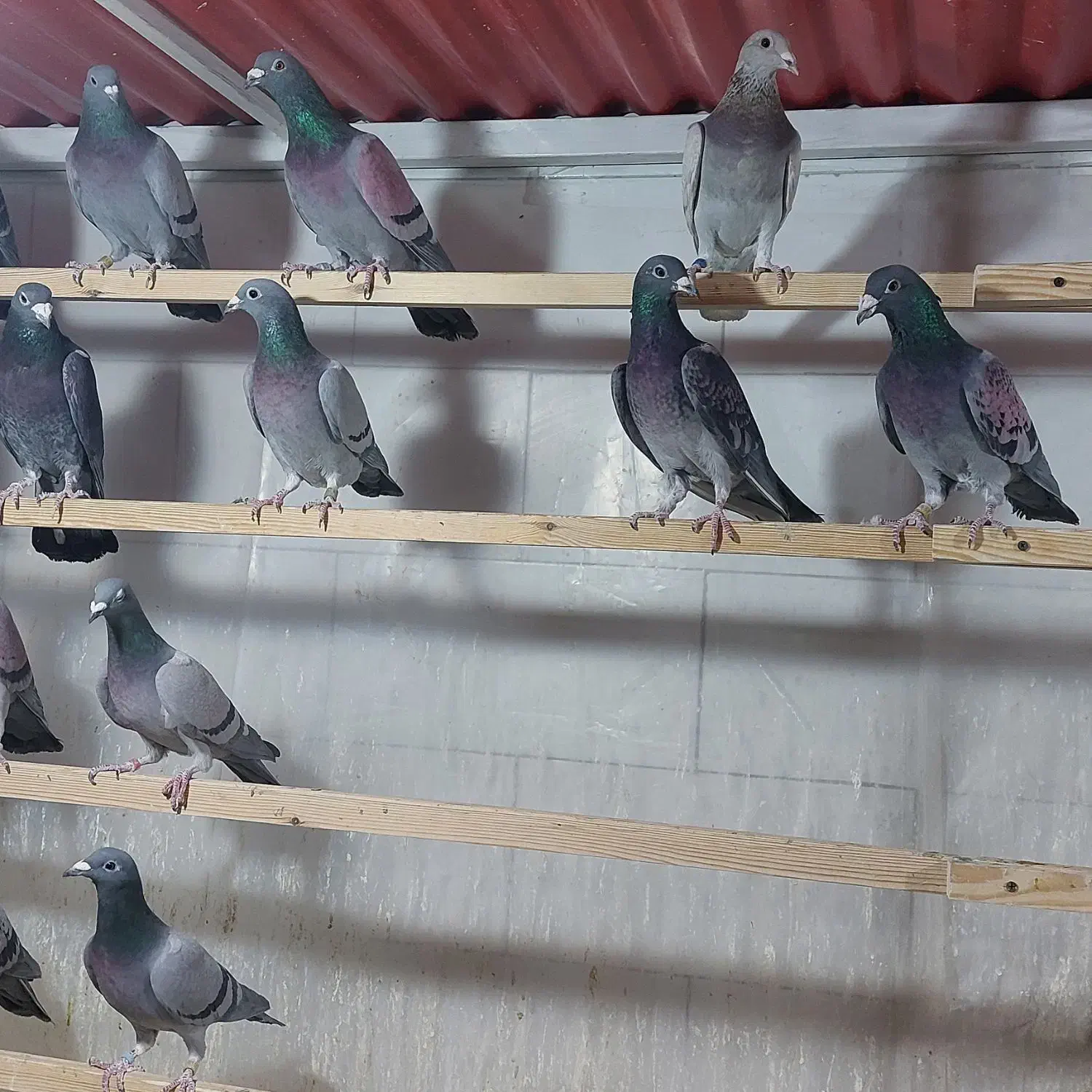 کفتر پلاکی|پرنده|یزد, |دیوار