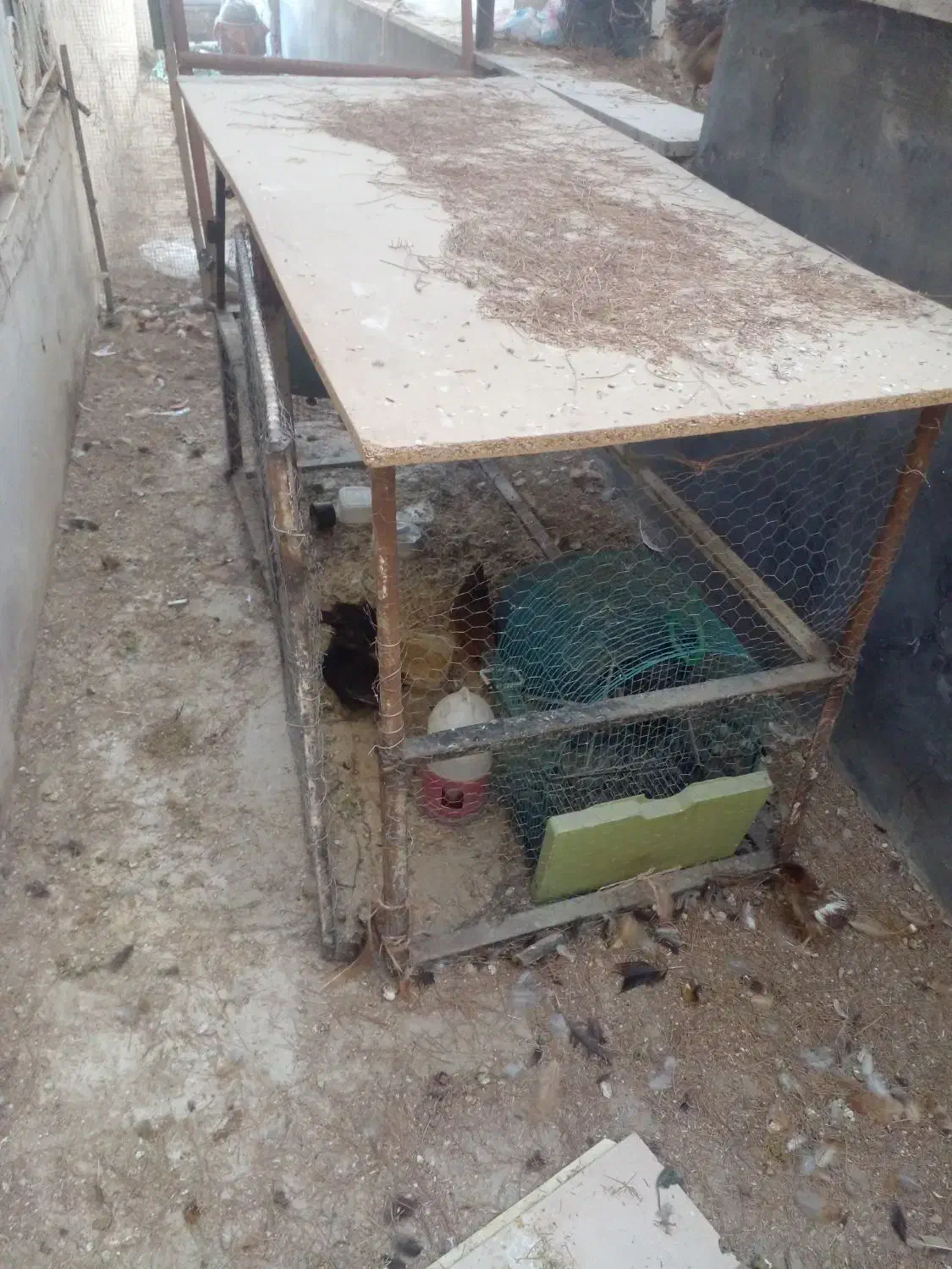 6تامرغ تخمگذار  و 4تاجوجه|حیوانات مزرعه|رودهن, |دیوار