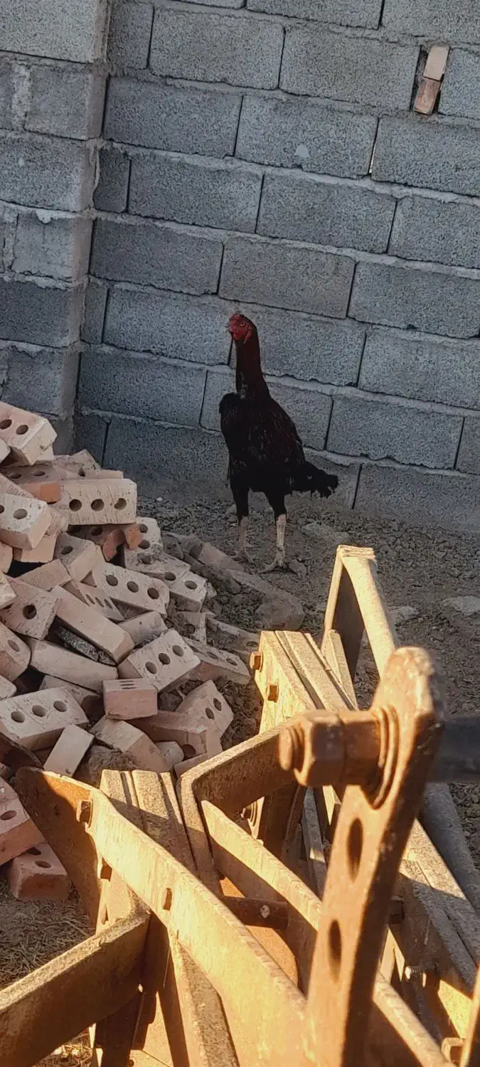 خروس لاری|حیوانات مزرعه|اردبیل, |دیوار