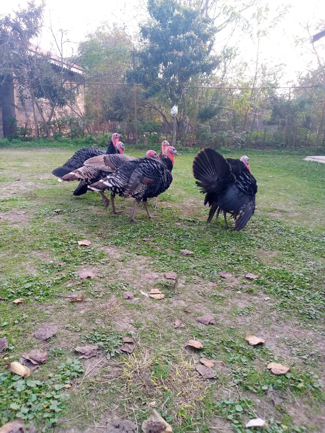 بوقلمون محلی|حیوانات مزرعه|سنگر, |دیوار