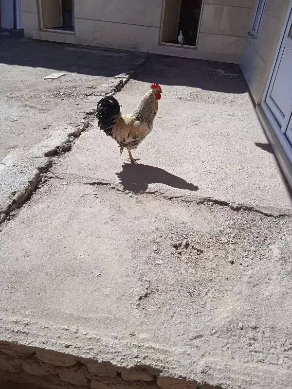 خروس|حیوانات مزرعه|جوکار, |دیوار