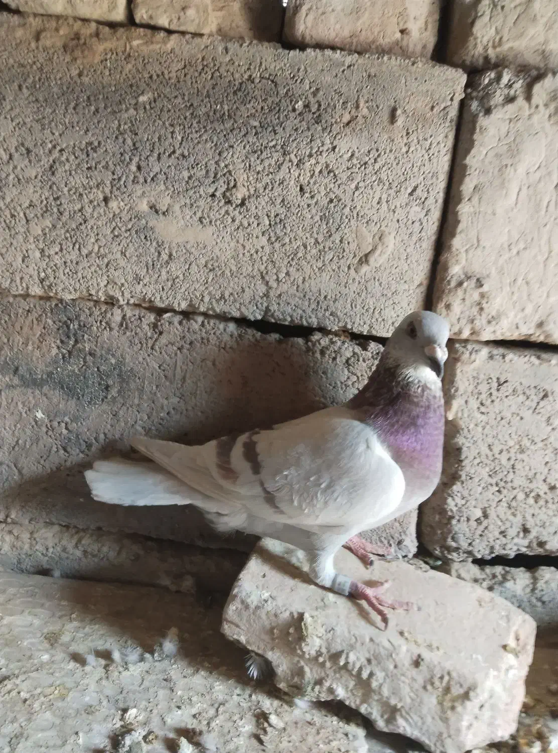 کبوتر گمشده|پرنده|هامون, |دیوار