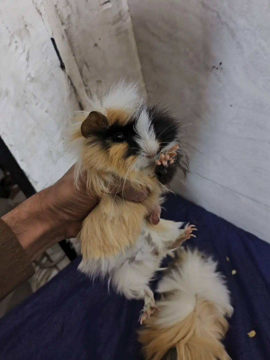 خوکچه هندی|موش و خرگوش|تهران, شهرک طالقانی|دیوار