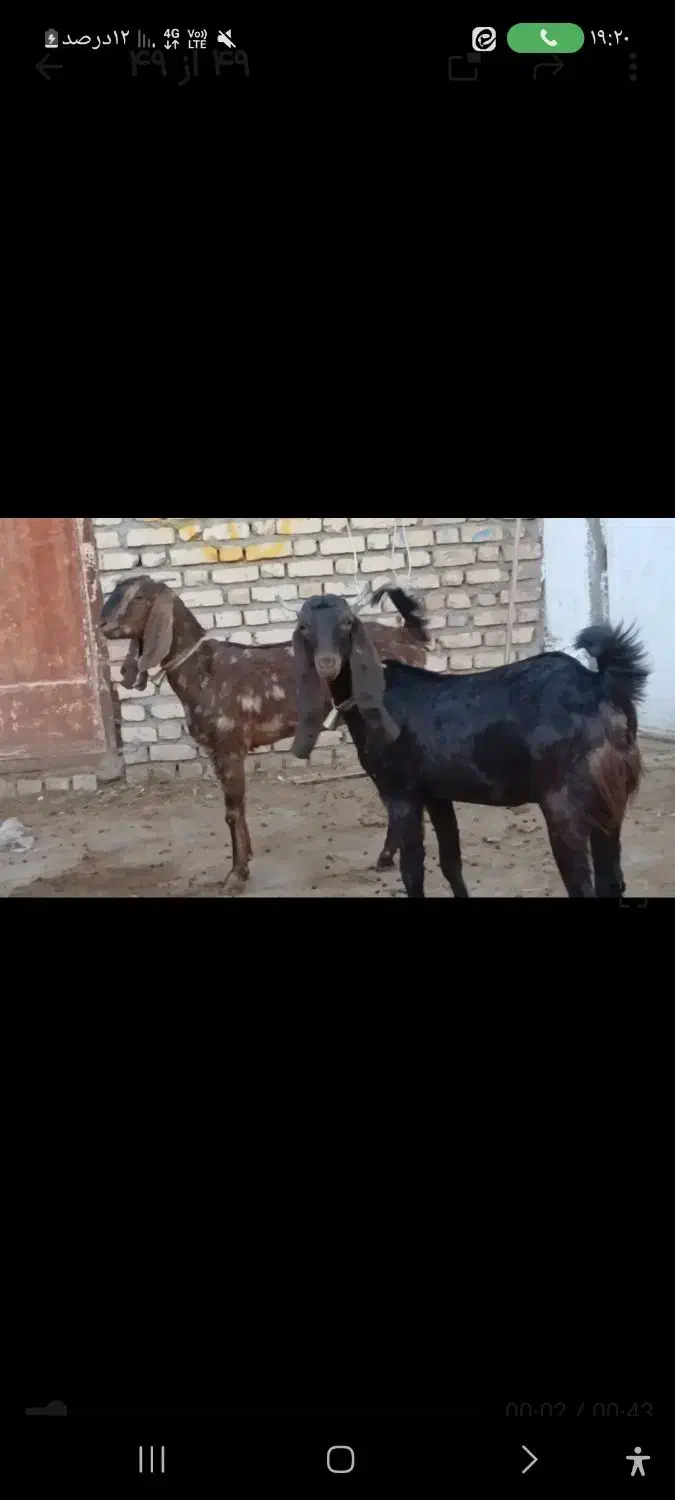 بزغاله ماده|حیوانات مزرعه|کاشمر, |دیوار