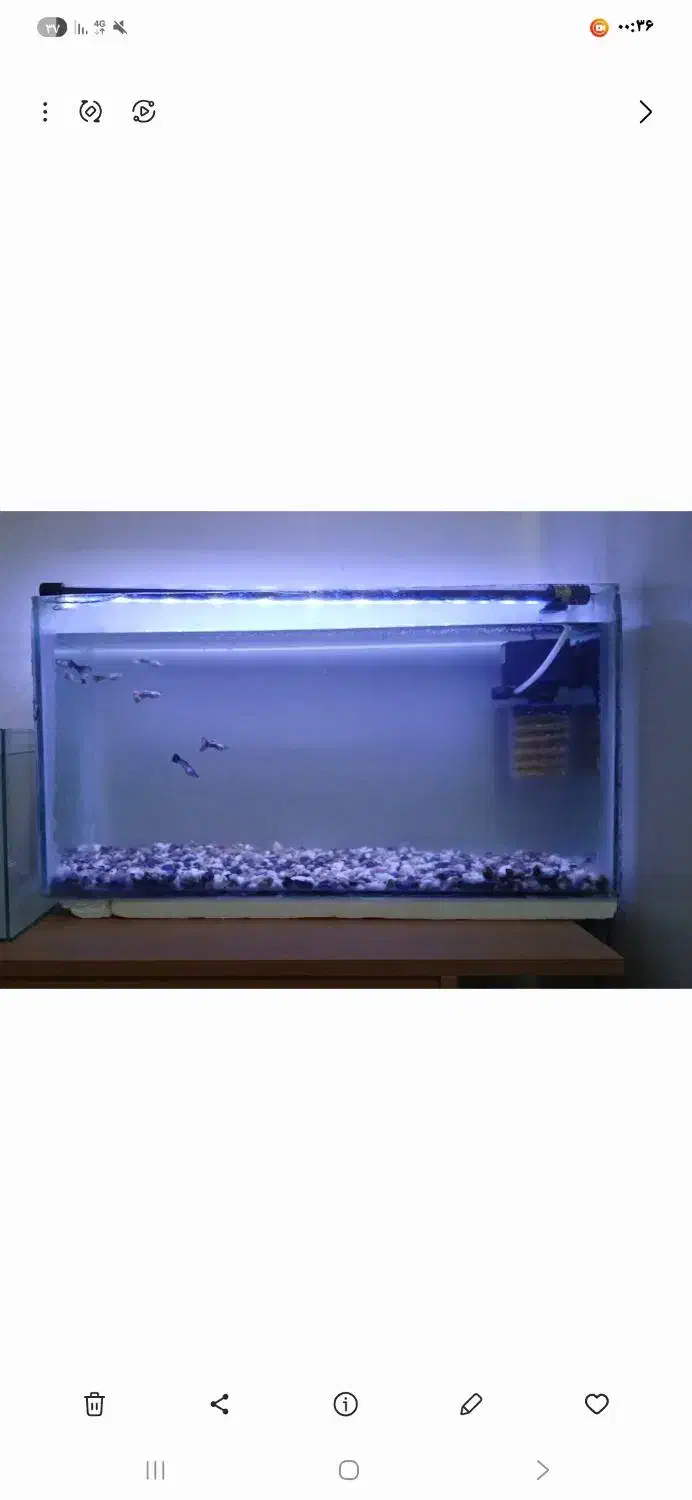 اکواریوم و ماهی گوپی|ماهی|زاهدان, |دیوار