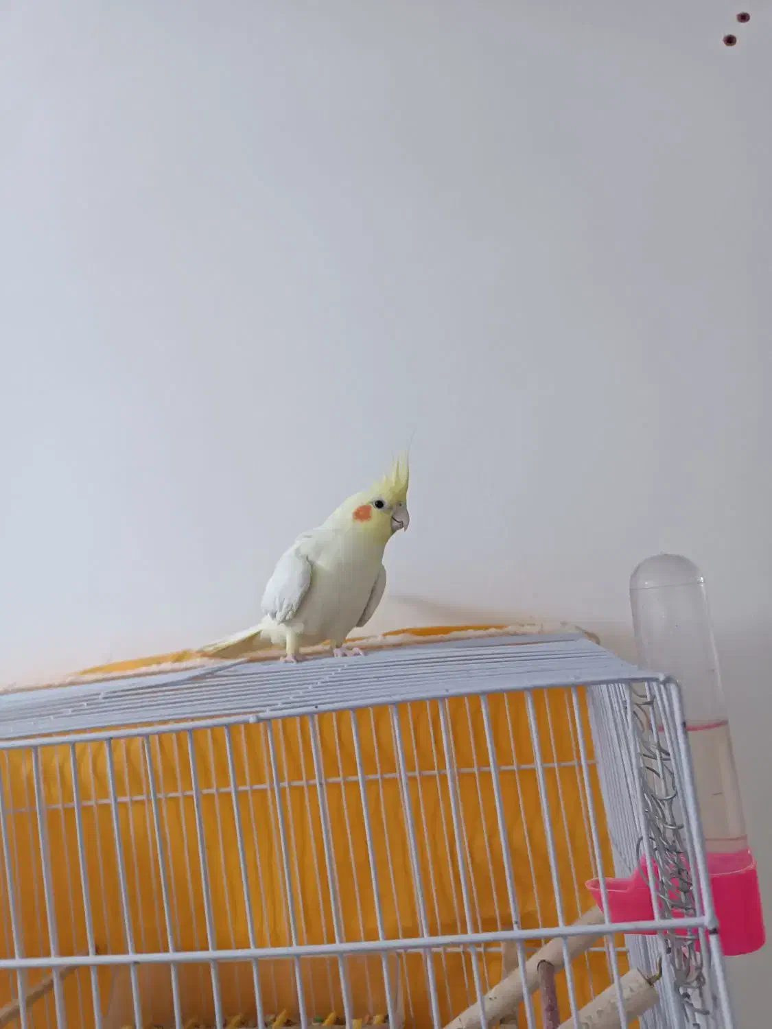 عروس هلندی قناری|پرنده|تربت جام, معدآباد|دیوار