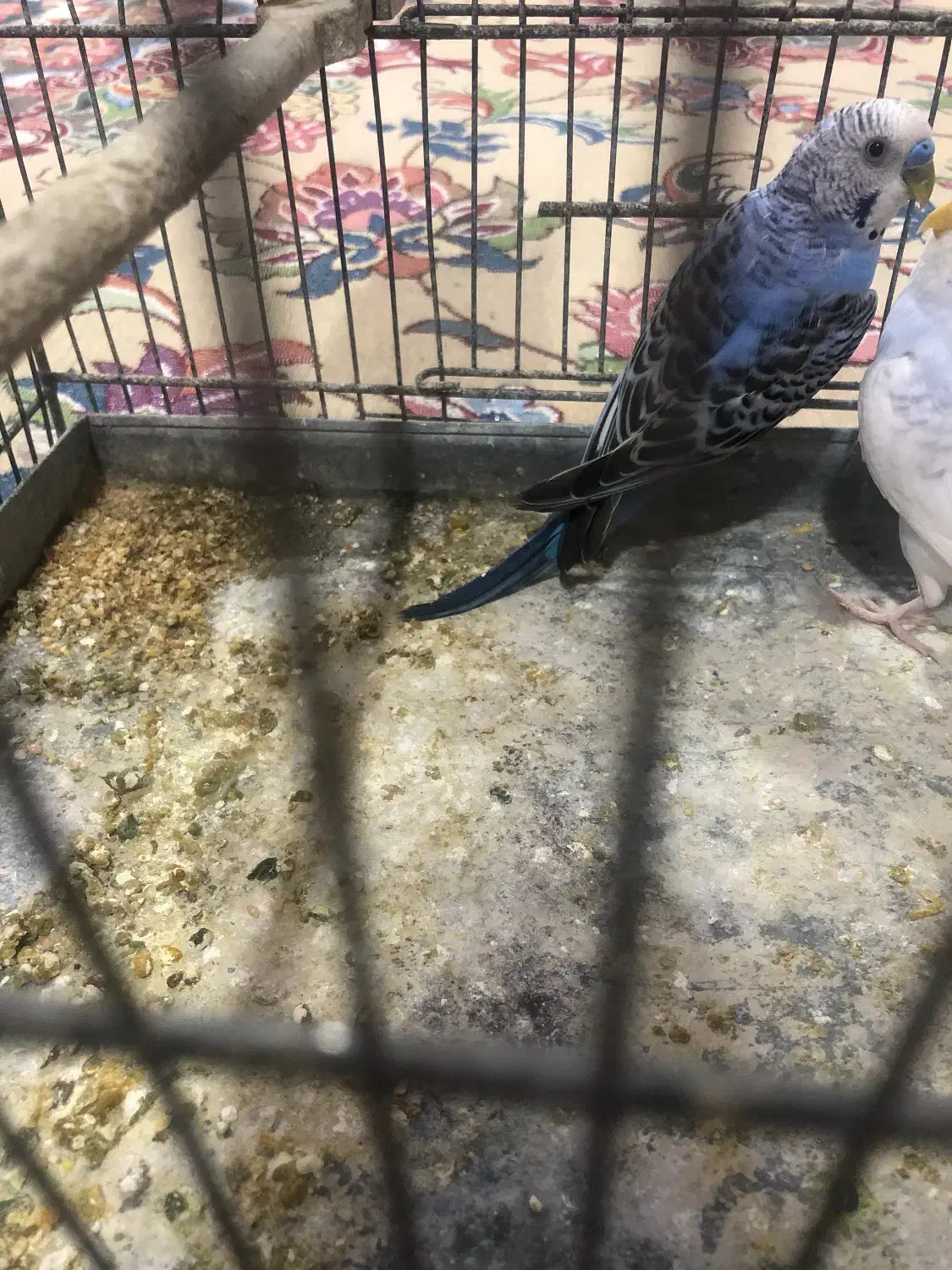 مرغ عشق نر|پرنده|تهران, نعمتآباد|دیوار