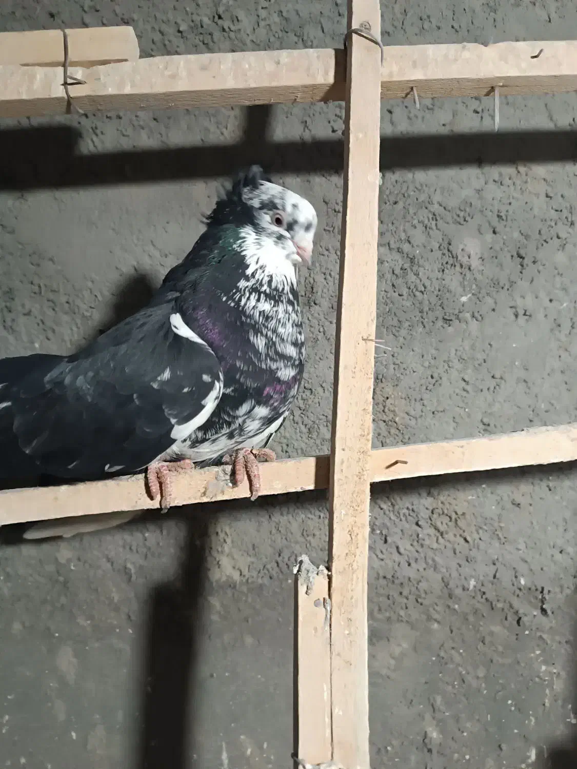 دم سیاه چهل سانت|پرنده|میانه, |دیوار