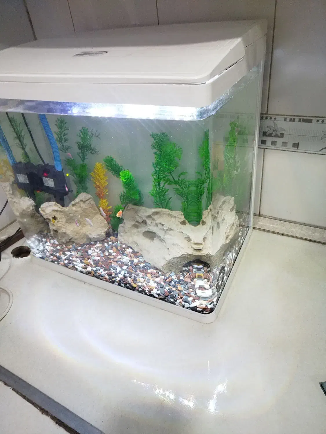 آکواریوم|ماهی|بندر ماهشهر, |دیوار