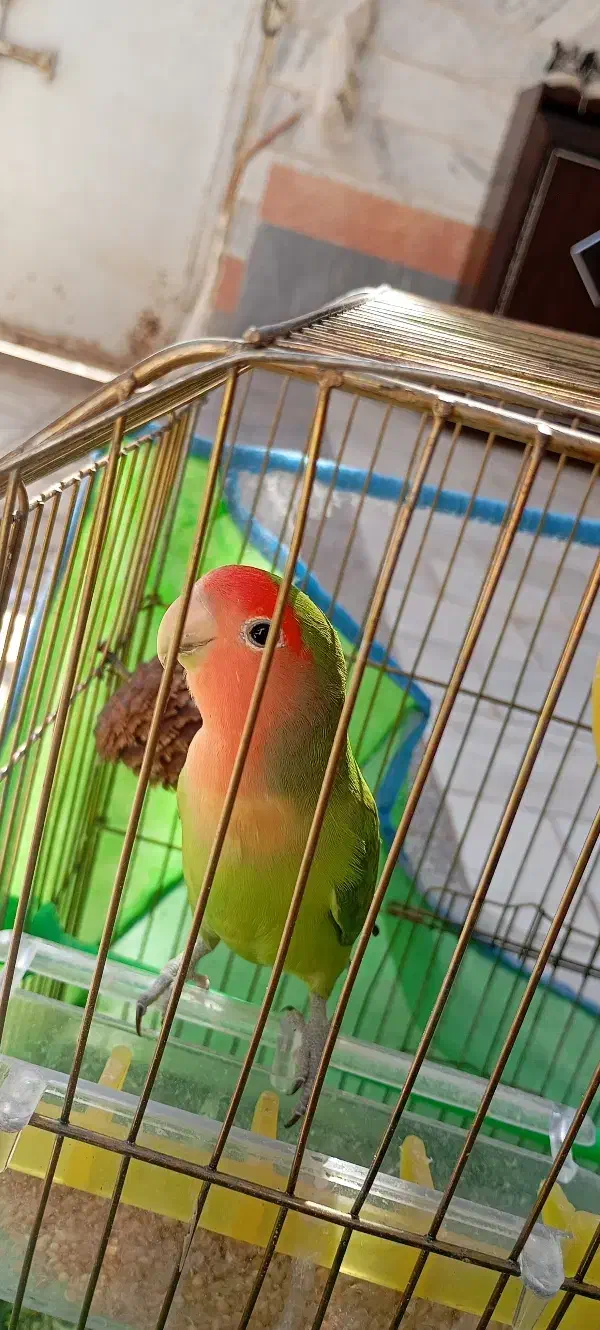 طوطی بریزیلی|پرنده|شاهرود, |دیوار