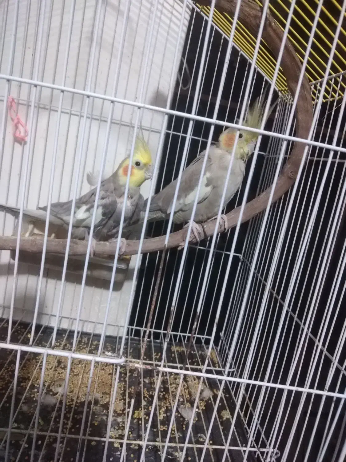 عروس هلندی|پرنده|کردکوی, |دیوار