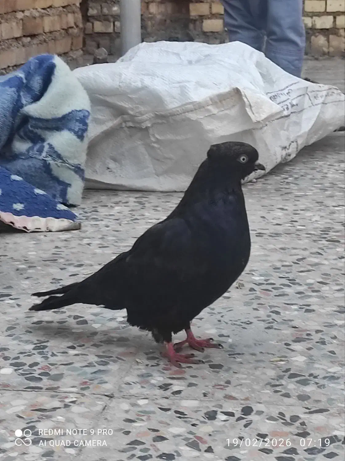 350|پرنده|ایذه, |دیوار